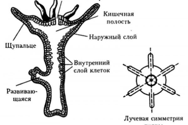 Кракен даркнет сайт